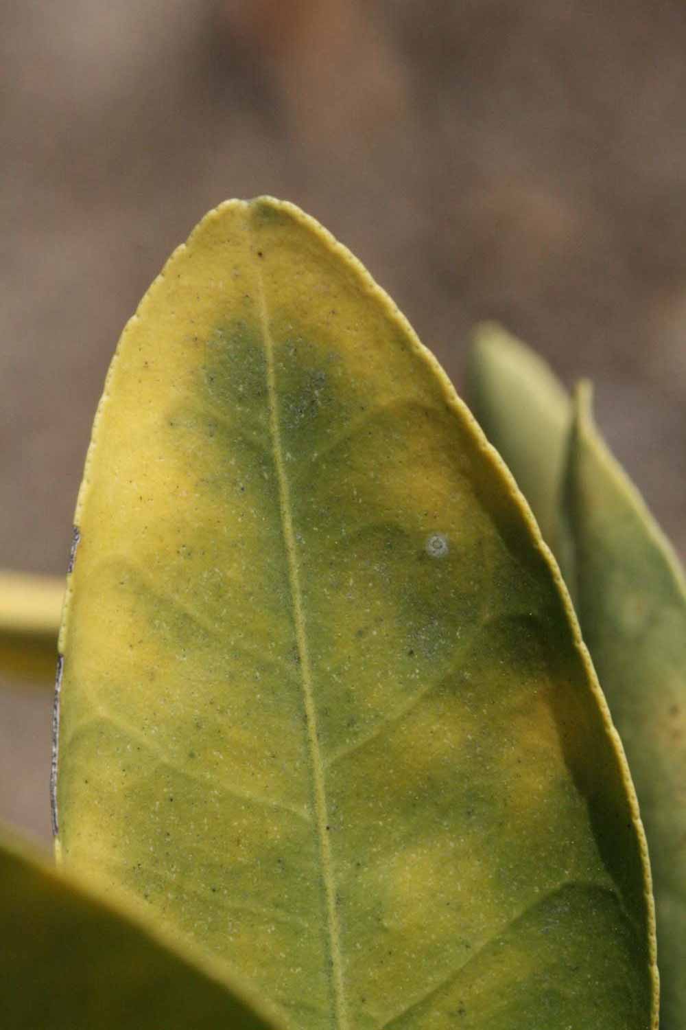              Margin (Riverside, CA)       